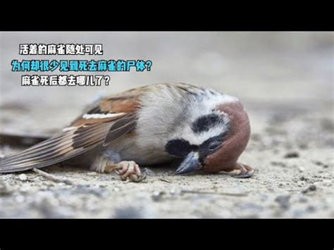 自來鳥麻雀|為何自來雀遠離？風水師教改運